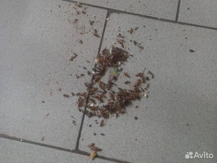 Дезинфекция.Уничтожение клопов тараканов.муравьев