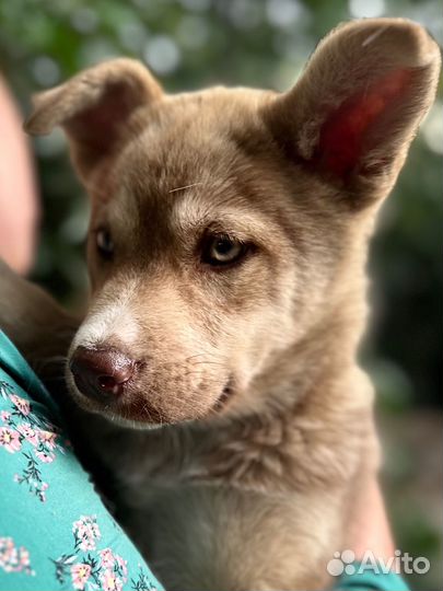 Собака в добрые руки отдам бесплатно