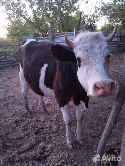 Корова тельная