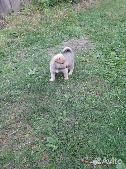 Продам щенка западно-сибирской лайки