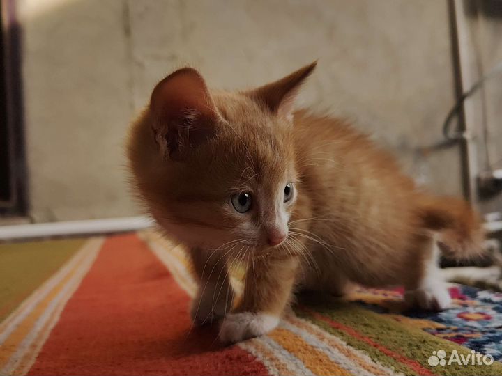 Кошка в дар бесплатно