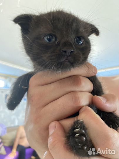 Шотландские вислоухие котята