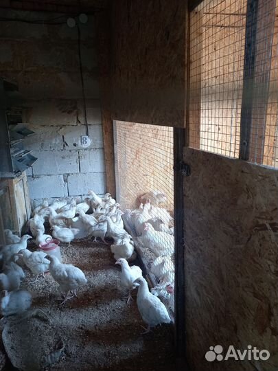 Куры петухи