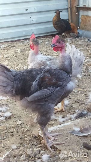 Петухи Корал Ник