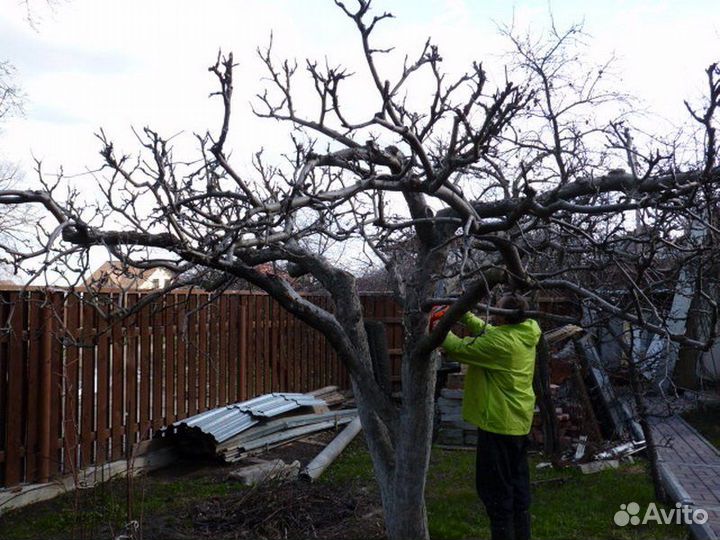 Обрезка плодовых деревьев