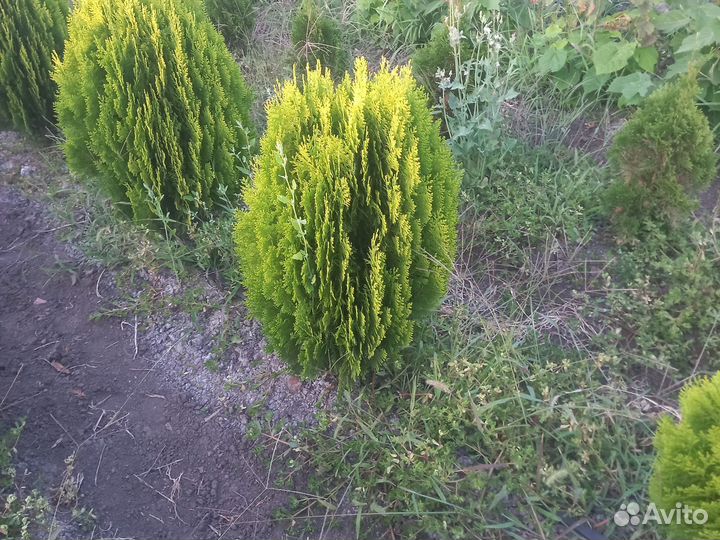 Туя аурея нана