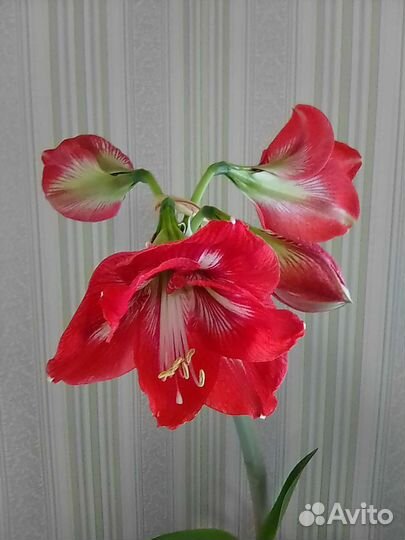 Гиппиаструм