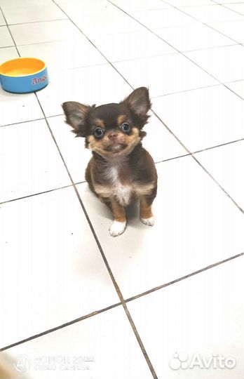 Милашка чихуашка