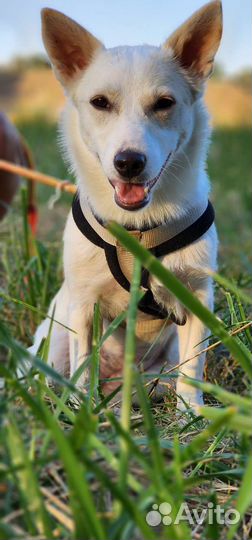 Умочка, мелкая собака добрые ручки