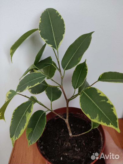 Фикус бенджамина