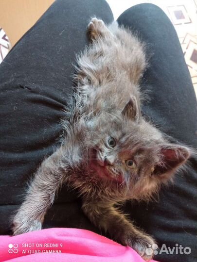 Кошки в добрые руки бесплатно