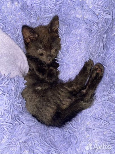 Отдам котенка