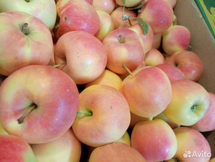 Яблоки оптом