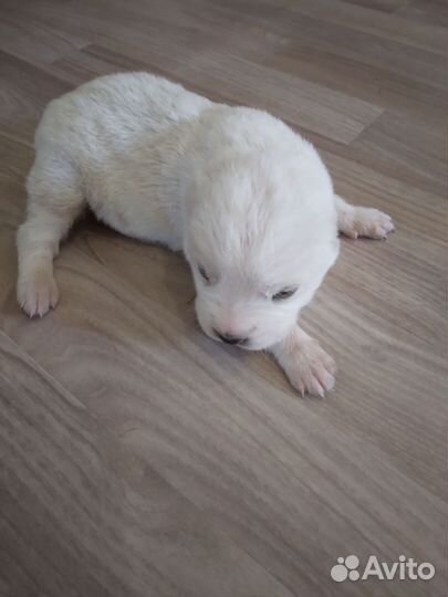 Среднеазиатская овчарка алабай щенки