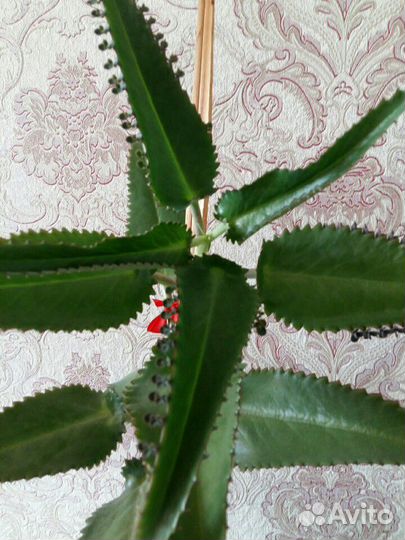 Каланхоэ лечебный