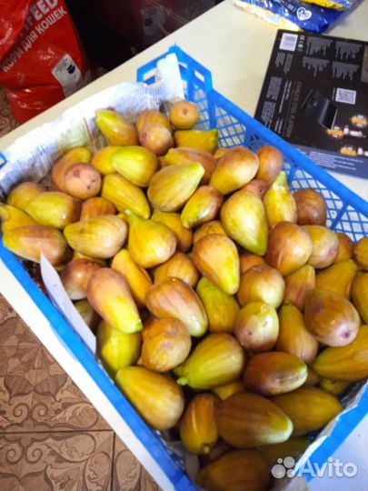 Инжир свежий