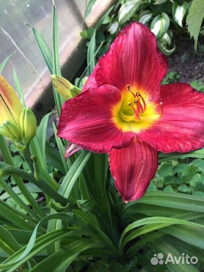 Продам лилейник сортовой