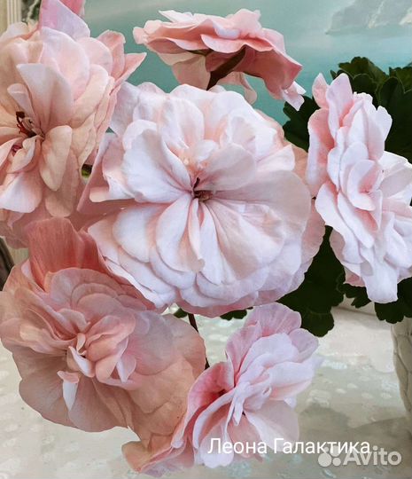 Сортовые пеларгонии