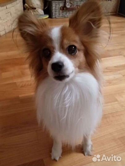 Вязка папийон