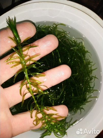 Аквариумное растение(водоросли)