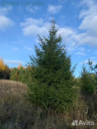 Ель обыкновенная