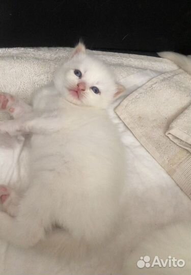 Персидские котята