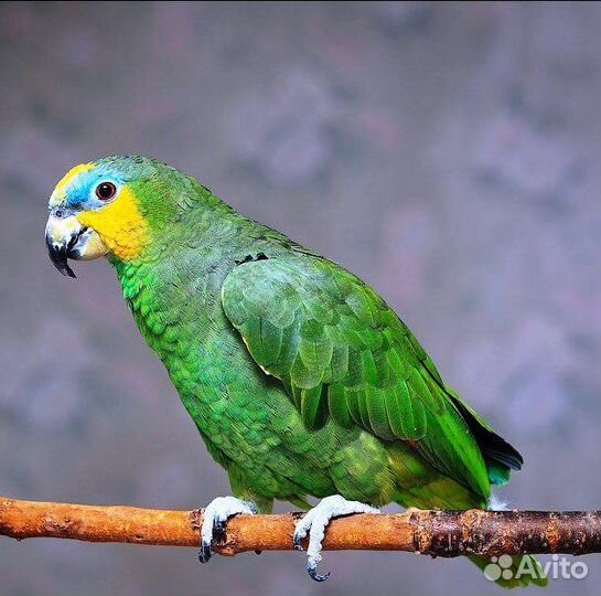 Попугай амазон