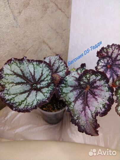 Домашние цветы