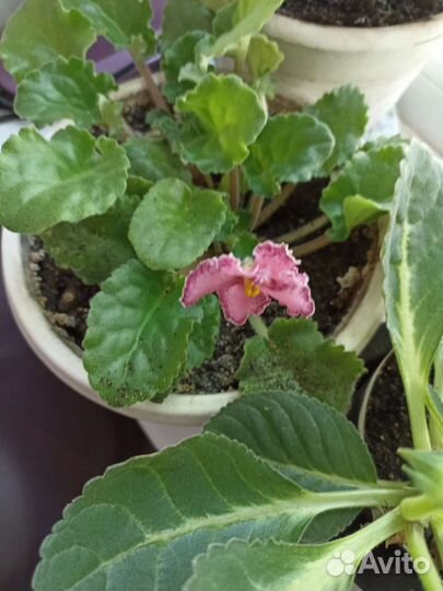 Глоксиния цветущая, фиалки