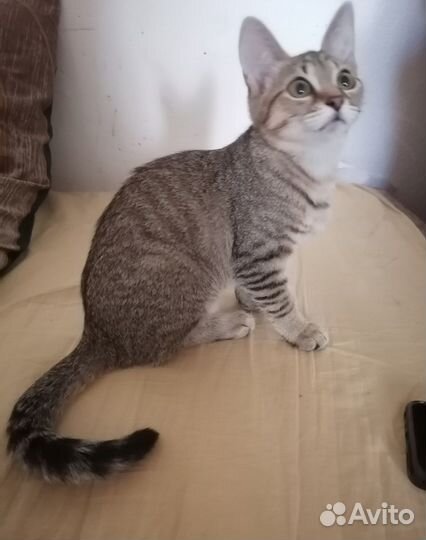 Кошечка котенок
