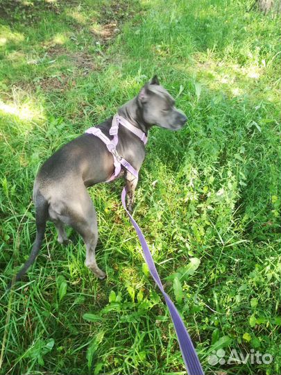 Выгул собак