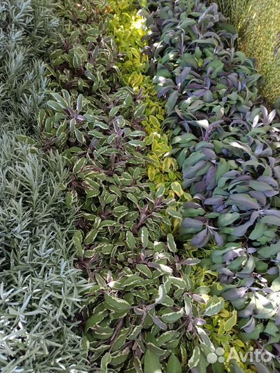 Декоративные растения