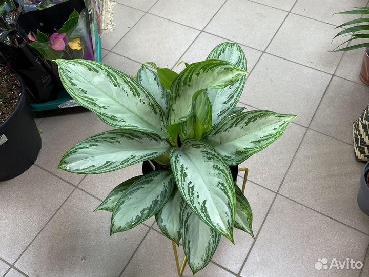 Аглаонема Крупный Куст