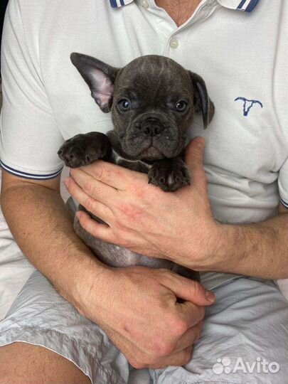 Голубой щенок французского бульдога