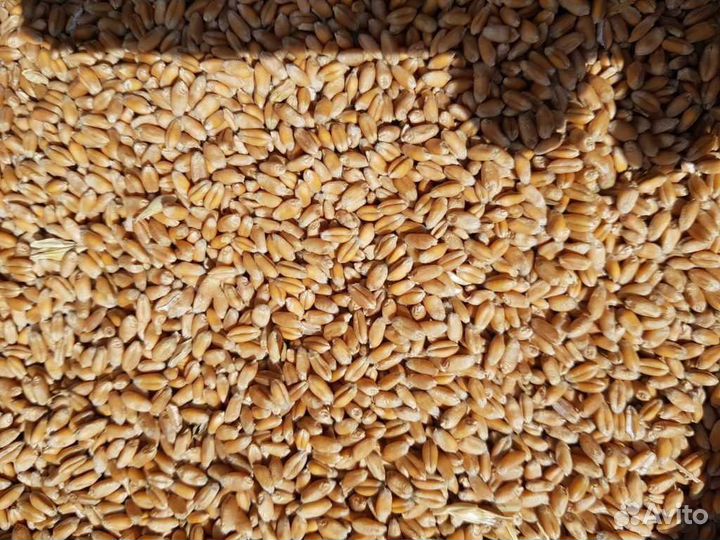 Пшеница