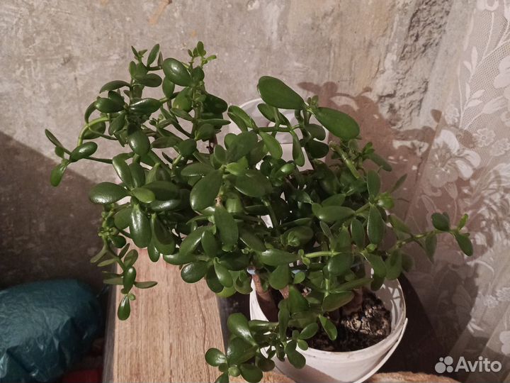 Денежное дерево толстянка