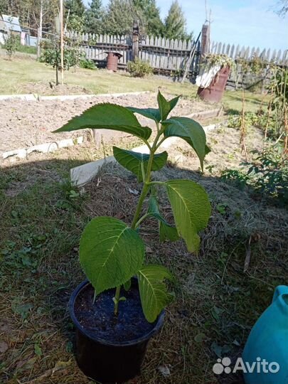 Гортензия голубая саженцы