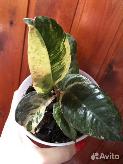 Фикус шривериана и лирата (не бамбино)