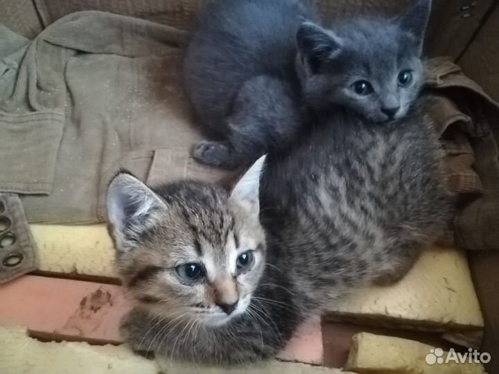 Отдам в добрый руки, котята мальчик и девочка