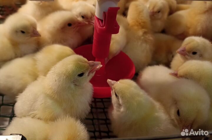 Цыплята бройлеры