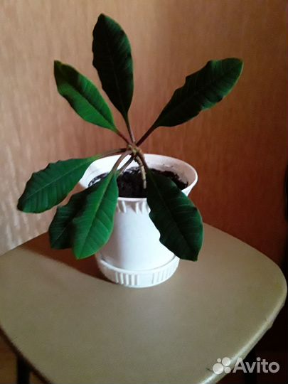 Молочай беложильчатый