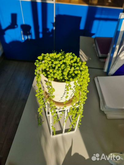 Крестовник роули