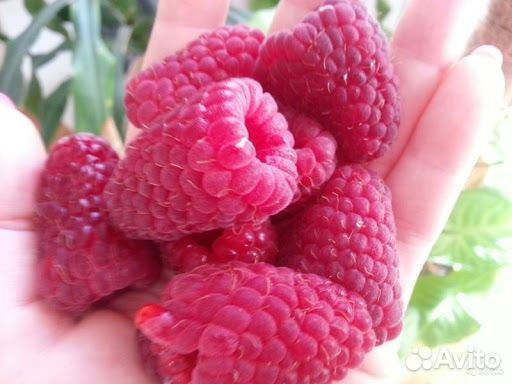 Малина: 3 сорта