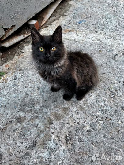 Котёнок мальчик