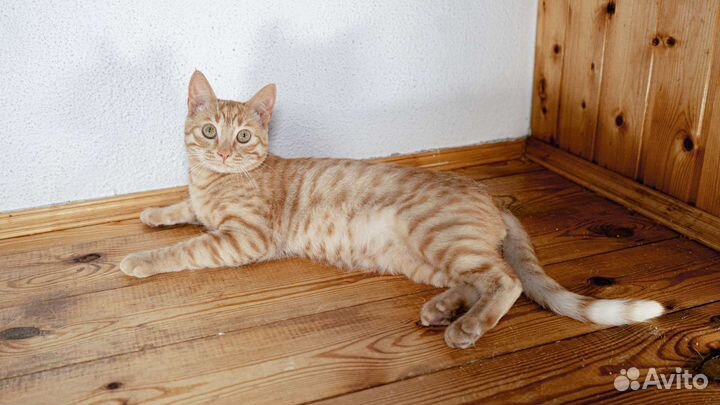 Котенок Рыжик ищет дом