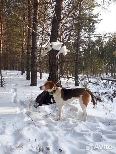 Русская пегая гончая