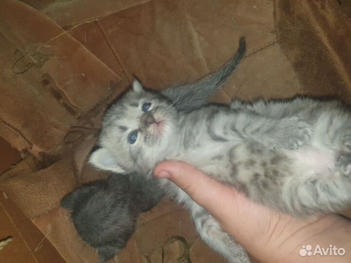 Котята в добрые руки