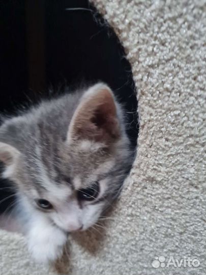 Котята в добрые руки 1 месяц