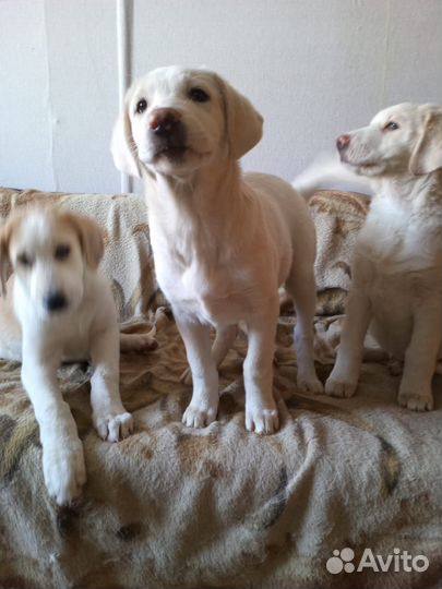 Щенки сао алабай