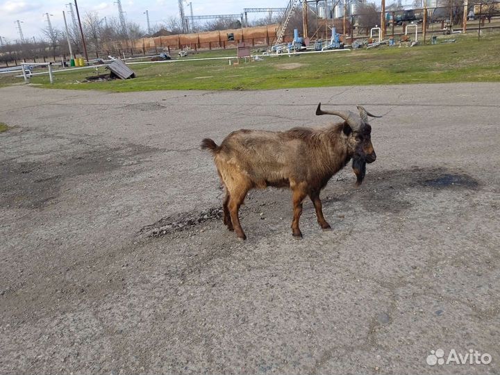 Продается козлотур
